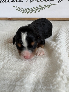 Tri Male 3
