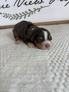 Blue Merle Male 4