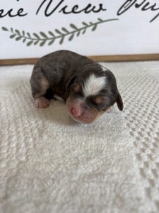 Blue Merle Female 3