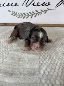 Blue Merle Male 6