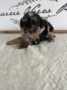 Blue Merle Tri Male 1