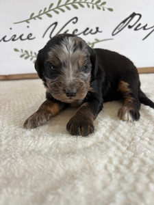 Blue Merle Tri Male 2