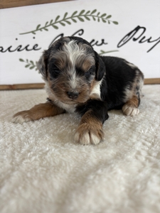 Blue Merle Tri Female 2