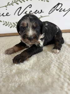 Blue Merle Tri Female 4