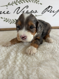 Blue Merle Tri Male 2