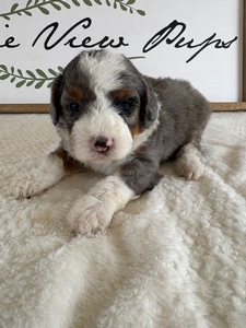 Blue Merle Tri Male 4