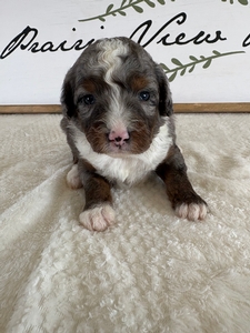 Blue Merle Tri Male 6