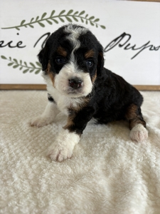 Traditional Tri Female 2