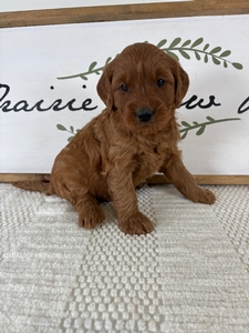 Male 470 4lb 14oz