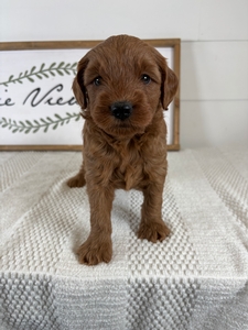 Male 029 4lb 3oz