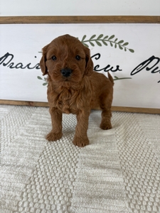 Female 032 3lb 11oz