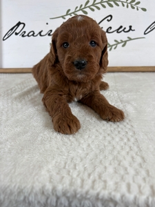 Female 075 3lb 11oz`