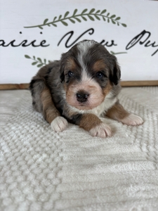 Blue Merle Tri Female