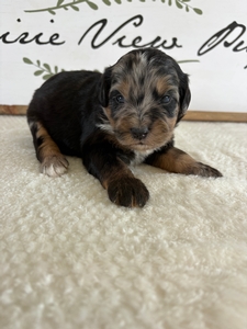 Blue Merle Tri Female 3