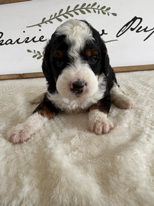 Traditional Tri Male 5