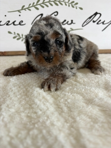 Blue Merle Tri Female 1