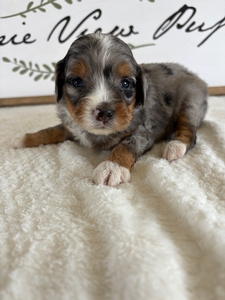 Blue Merle Tri Female 3