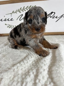 Blue Merle Tri Female 1