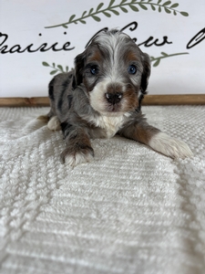 Blue Merle Tri Female 3