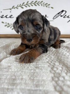 Blue Merle Tri Female 5