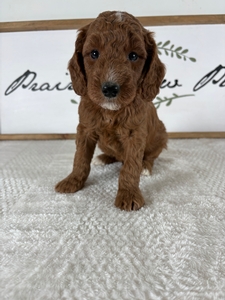 Male 063 3lb 15oz