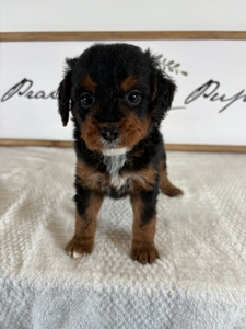 Phantom Male 1 3lb 9oz