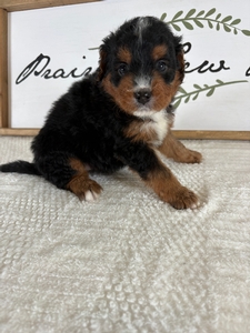 Tri Male 5 3lb 11oz