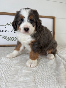 Blue Merle Female 1 7lb 9oz