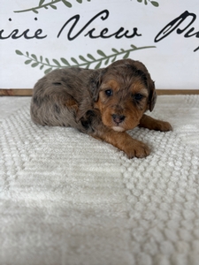 Merle Male 1
