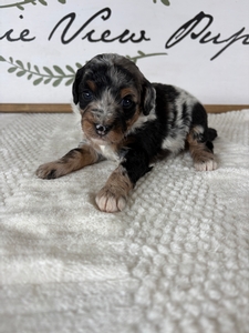 Merle Female 4