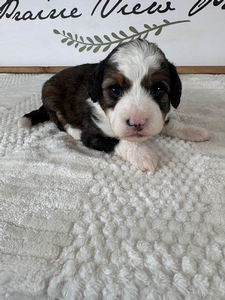 Sable Female 5