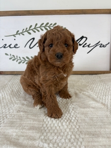 Female 3 3lb 2oz