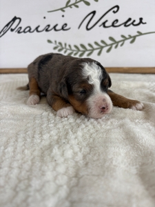 Blue Merle Male 1