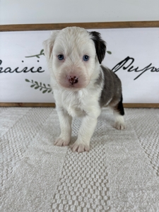 Blue Merle Male 570 3lb 14oz