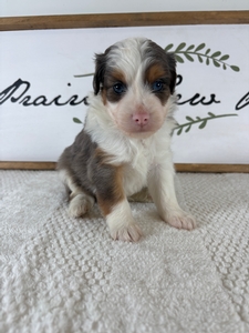 Blue Merle Male 567 2lb 11oz