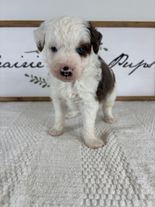 Blue Merle Male 616 3lb 3oz