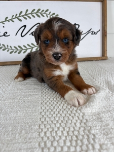 Blue Merle Female 626 3lb 6oz