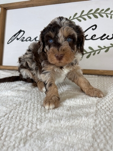 Chocolate Merle Male 557 2lb 6oz