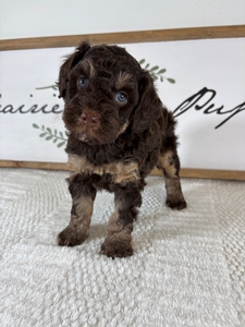 Chocolate Phantom Male 561 3lb 15oz