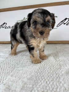 Blue Merle Female 565 3lb 1oz