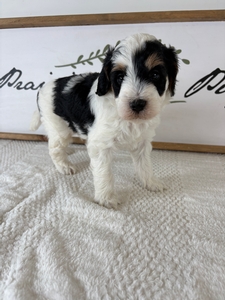 Tri Parti Male 569 4lb 2oz