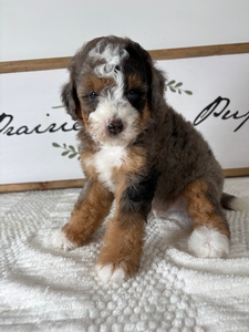 Blue Merle Male 1