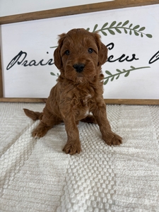 Male 019 3lb 4oz
