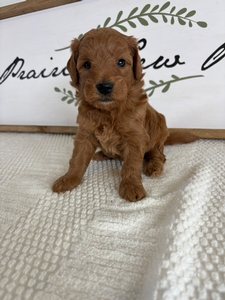 Female 012 2lb 7oz