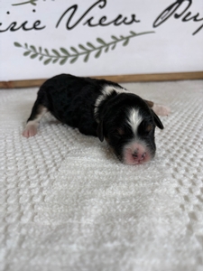 Tri Male 1