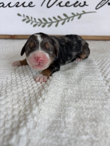 Blue Merle Male 2