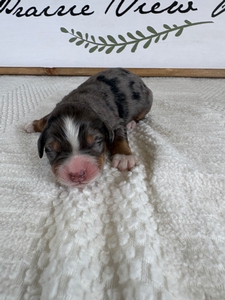 Blue Merle Male 5