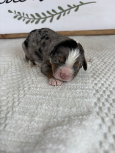 Blue Merle Female 1