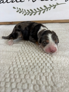 Blue Merle Female 2