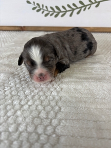Blue Merle Male 1